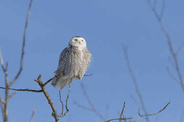 Snowy owl female in winter