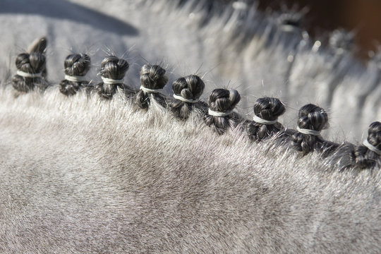 trenza de un poni