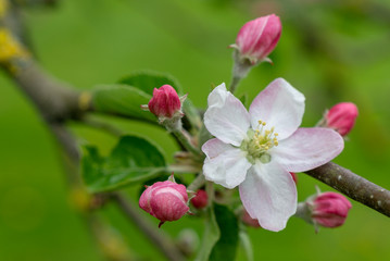 Obraz premium apple tree blossom in spring