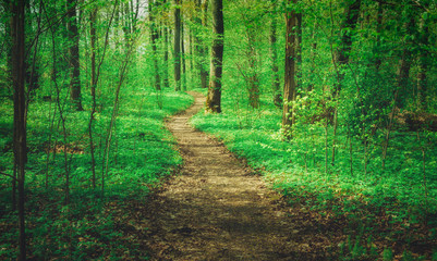 Obraz premium sunny forest