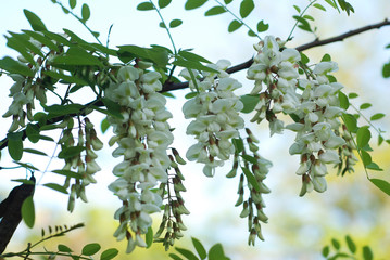 White Acacia Flowers Spring Garden botany Blurred Green Garden Yard Plants Relax