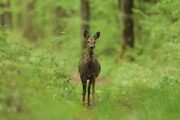 Sarna © Krzysztof