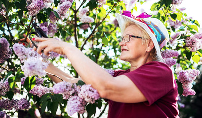 Senior woman working in her garden with a plants. Hobbies and leisure