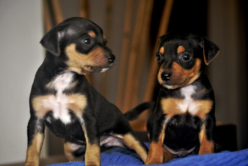 Cute puppy dog and him puppy brother