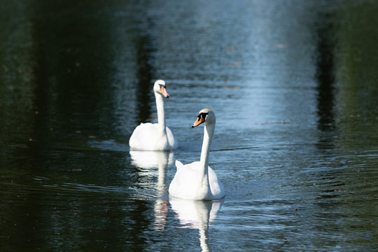 2 Schw&auml;ne auf einem See