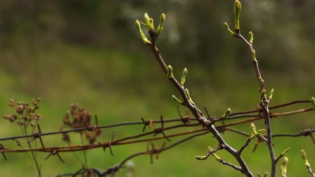 Barbed wire fence