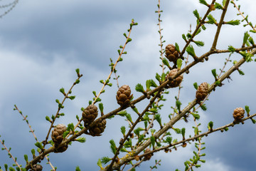 spring day, flourishes leaves, larch branches with cones on blue sky background