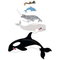 Infographic illustration of different marine mammal animal scale comparison size with human diver