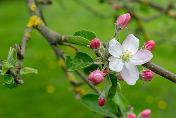 apple tree blossom in spring
