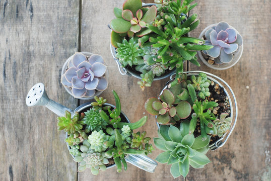 Arrangement Succulent Flowers in Pot Plants in Garden. rustic wooden board.