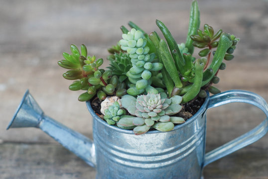 Decorative Watering Can Succulent Flowers in Pot Plants in Garden. rustic wooden board.