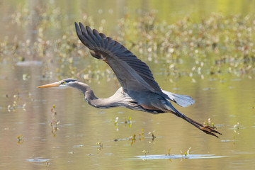 Great Blue Heron Flying over  Water