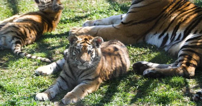 fluffy striped babes with mom