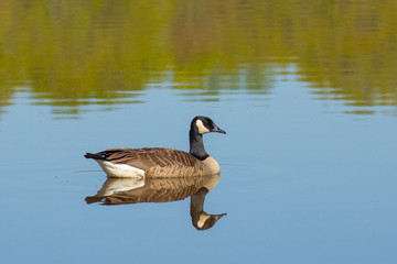 Canada Goose reflected in still water