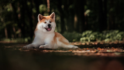 Akita inu outdoor