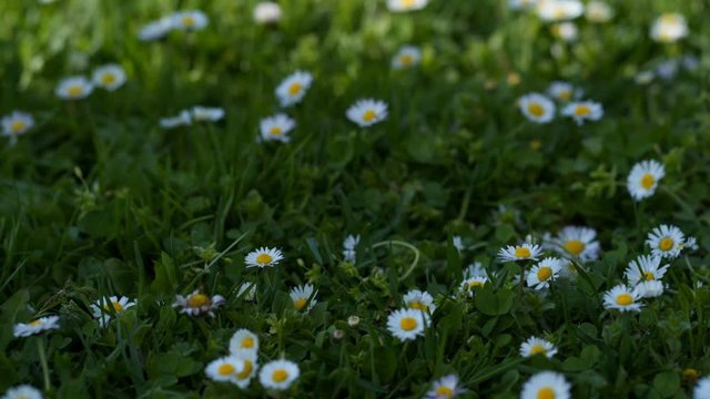 Human ruthlessly tramples the living flower. Beautiful white daisy growing in a summer garden.