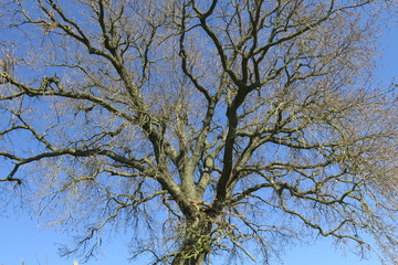 chioma spoglia di albero