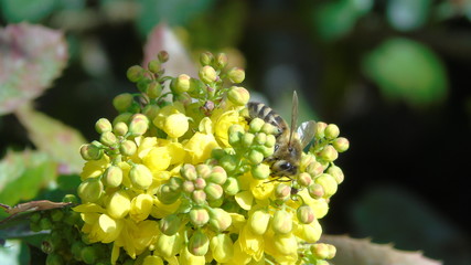 Oregon grape (Mahonia aquifolium)