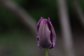 tulip, single, one flower, lilac, purple,  dark,  green background, closeup