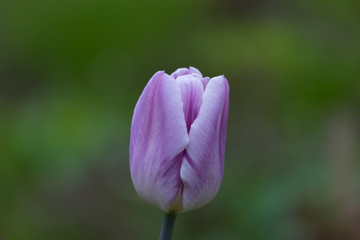 tulip, single, one flower, lilac, purple,  dark,  green background, closeup