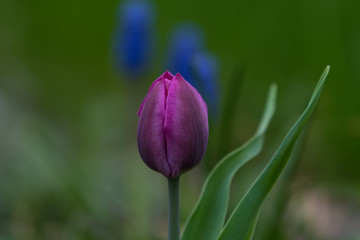 tulip, single, one flower, lilac, purple,  dark,  green background, closeup - 203446944