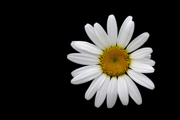 Chamomile on the black background