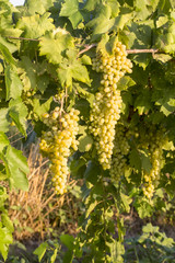 Grapes In The Grape Vineyard