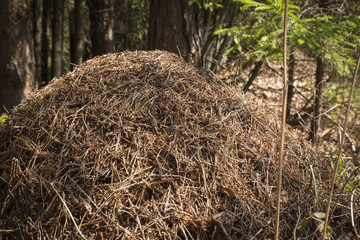 A large forest ant hill.