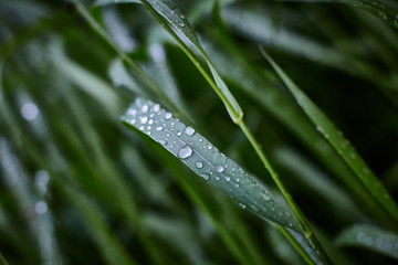 drops of dew on the grass