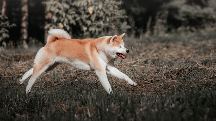 Akita inu outdoor