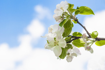 Wiosna. Kwitnące drzewko  - obrazy, fototapety, plakaty
