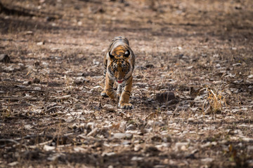 A tiger cub head on from ranthambore national park