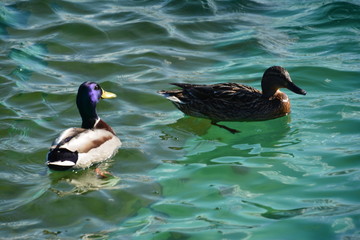 duck bird Mallard water lake nature animal wildlife pond river wing reflection brown feather Swan green light blue swim fauna Park zoo