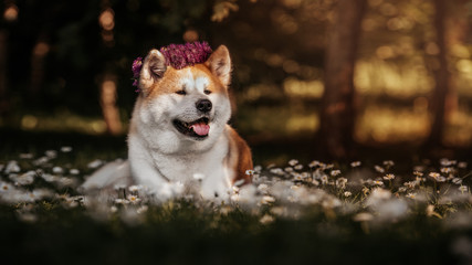 Akita inu outdoor