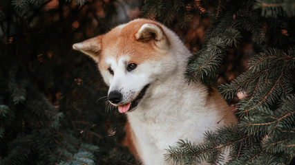 Akita inu outdoor