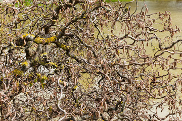 spring day in the garden; decorative hazel twigs with abstract shapes on water background.