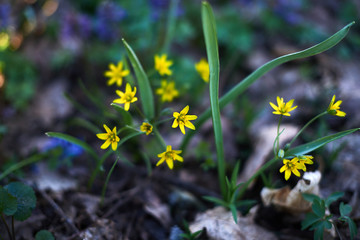 Spring flowers in the evening March forest