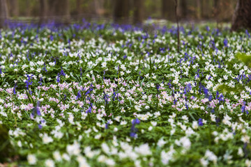 Naklejka premium Bluebells hyacinth flowers in Hallerbos, a beech forest in Belgium
