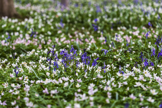 Bluebells hyacinth flowers in Hallerbos, a beech forest in Belgium