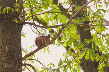 Cute brown squirrel sits on branch of tree and eats walnut on spring sunny day outside. Horizontal color photography.