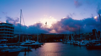 Fototapeta premium Evening flight