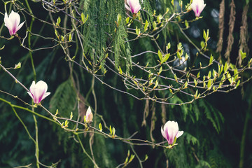White and pink magnolia bloom against backdrop of spruce trees