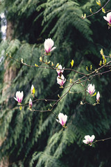 White and pink magnolia bloom against backdrop of spruce trees
