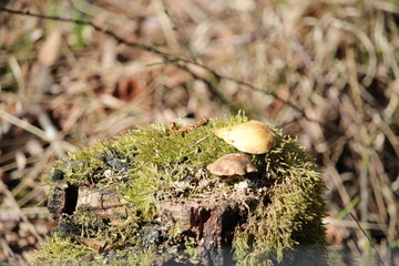 Small Mushrooms On A Tree Stump