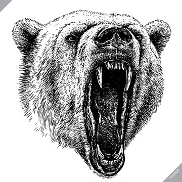 black and white engrave isolated bear vector illustration