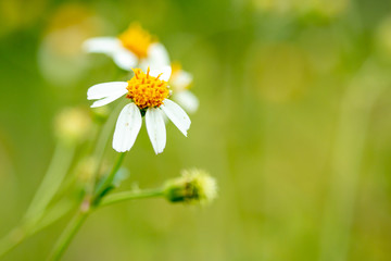 Grass flower and sun light
