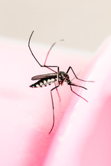 Mosquito