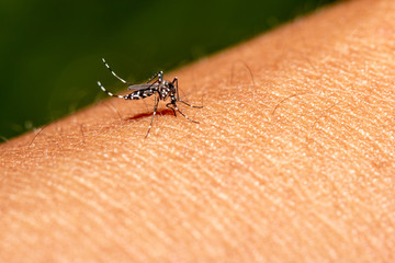 Mosquito sucking blood