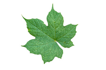 green leaf background