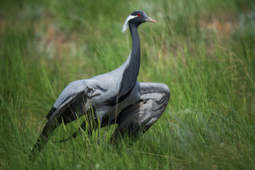 Demoiselle crane / Anthropoides virgo. Chyornye Zemli (Black Lands) Nature Reserve,  Kalmykia region, Russia.